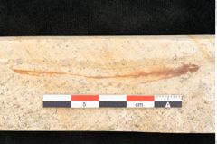 Foto (Detailansicht) von Grevillea haeringiana Ettingshausen (NHMW-GEO-2024-0188-8140)
